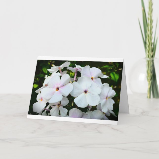 Phlox, Karte (Vorderseite)