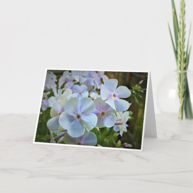 Phlox, Karte (Vorderseite)