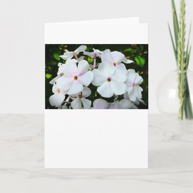 Phlox, Karte (Vorderseite)