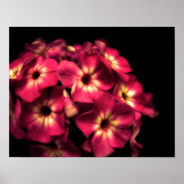 Phlox Pink Poster (Vorne)