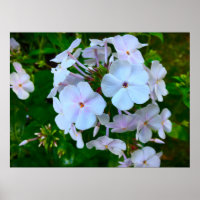 Phlox,