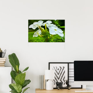 Phlox, Poster