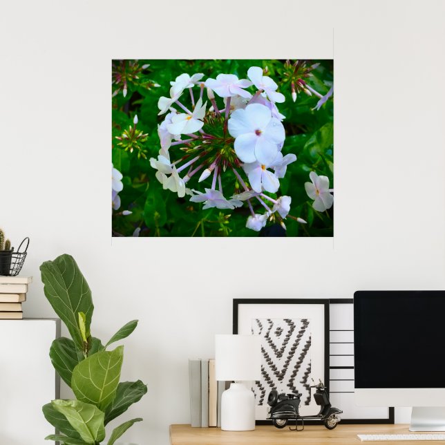 Phlox, Poster (Heimbüro)