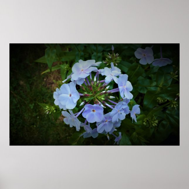 Phlox, Poster (Vorne)