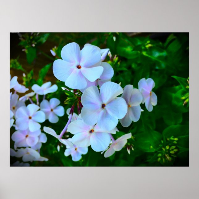 Phlox, Poster (Vorne)
