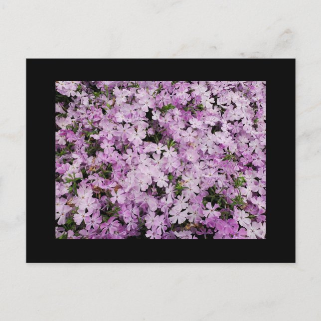Phlox Postkarte (Vorderseite)