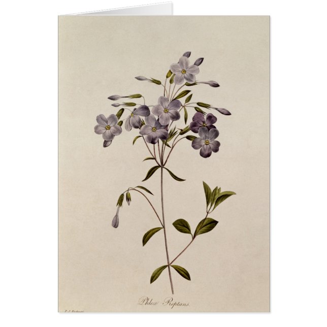 Phlox reptans (Vorne)