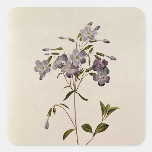 Phlox Reptans Quadratischer Aufkleber (Vorderseite)
