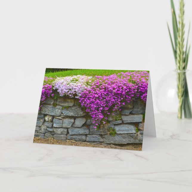 Phlox Stone Wall Notecard Karte (Vorderseite)