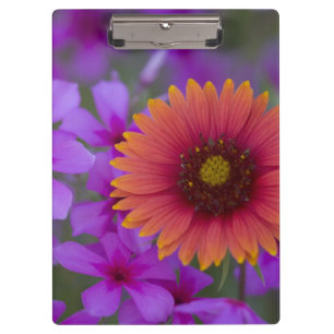 Phlox und Indian Blanket bei Devine Texas Klemmbrett