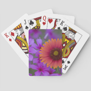 Phlox und Indian Blanket bei Devine Texas Spielkarten