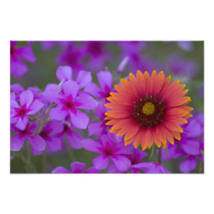 Phlox und Indian Blanket nahe Devine Texas Fotodruck