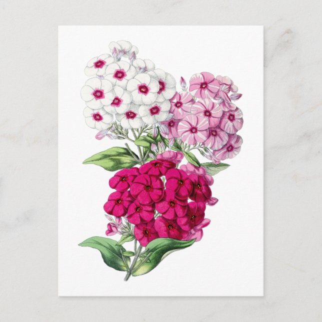Phlox Vintage Botanische Postkarte (Vorderseite)