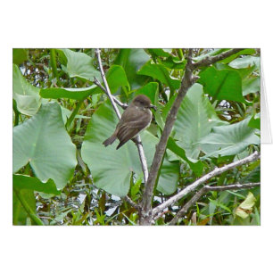 Phoebe Flycatcher