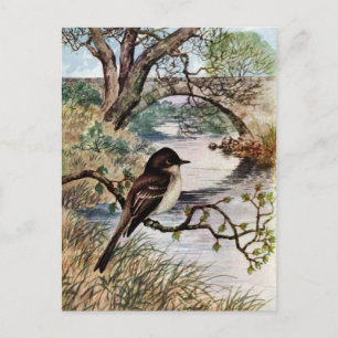 Phoebe und Steinbrücke über Bach Postkarte
