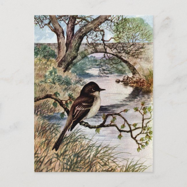 Phoebe und Steinbrücke über Bach Postkarte (Vorderseite)