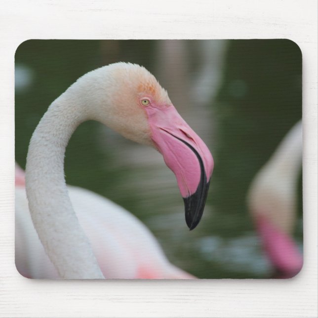 Phoenicopterus roseus mousepad (Vorne)