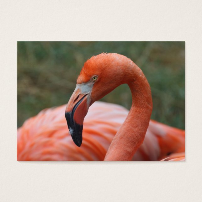 Phoenicopterus ruber (Vorderseite)