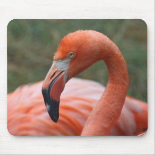 Phoenicopterus ruber mousepad
