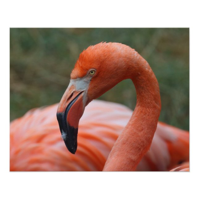 Phoenicopterus ruber poster (Vorderseite)