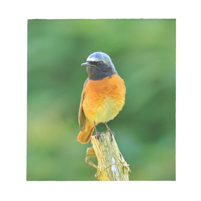 Phoenicurus ochruros notizblock (Vorderseite)
