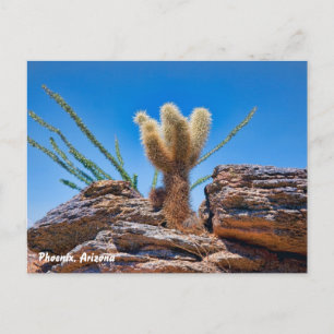 Phoenix Arizona, junger Teddybär Cholla Kaktus, Postkarte