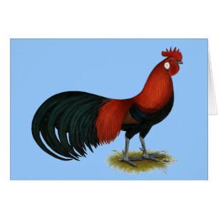 Phoenix: BB Red Rooster