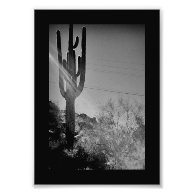 Phoenix Cactus Fotodruck (Vorne)