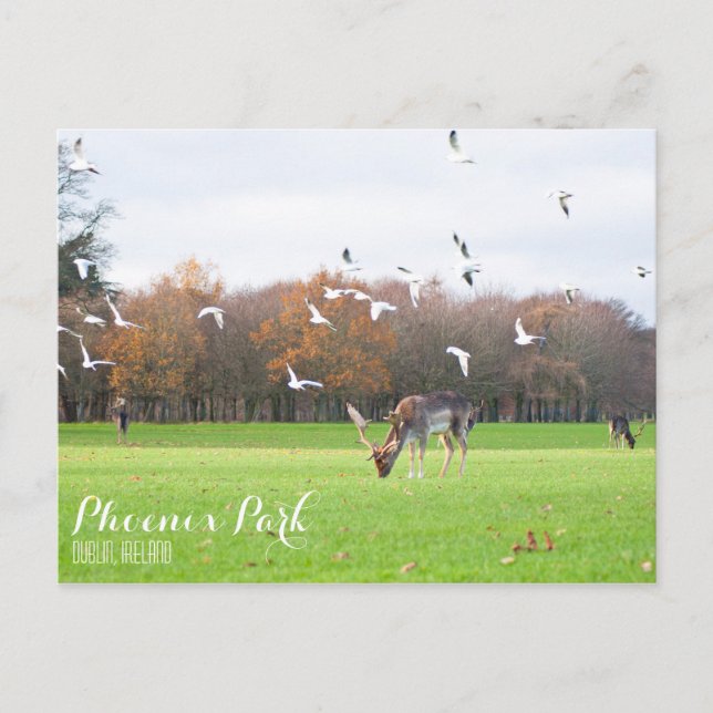 Phoenix Park Postcard Postkarte (Vorderseite)