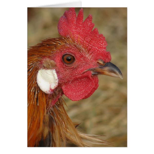 Phoenix Rooster (Vorne)