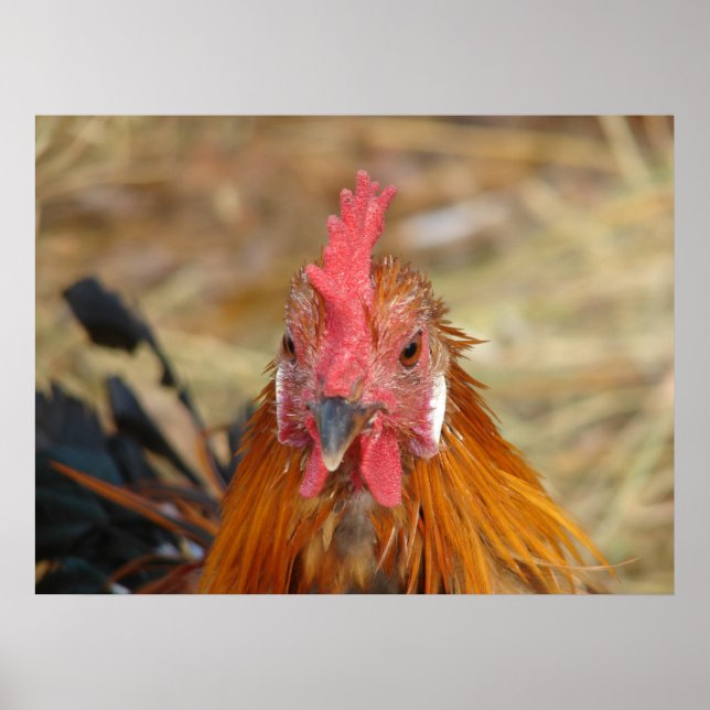 Phoenix Rooster Poster (Vorne)