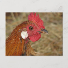 Phoenix Rooster Postkarte