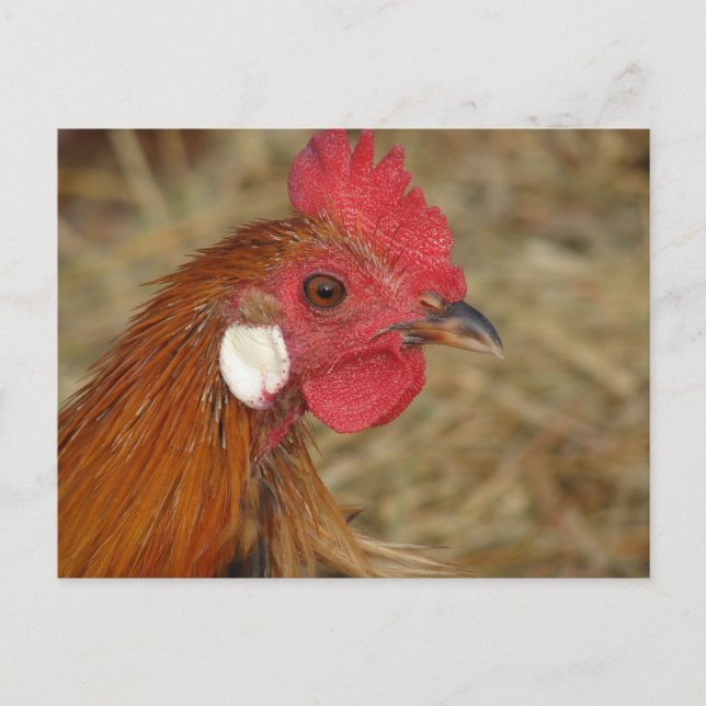 Phoenix Rooster Postkarte (Vorderseite)