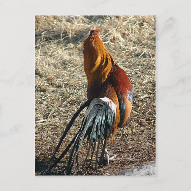 Phoenix Rooster von hinten Postkarte (Vorderseite)