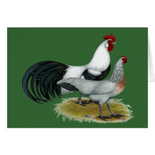 Phoenix: Silberne Duckwing Paare