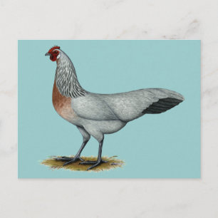 Phoenix: Silver Duckwing Hen Postkarte