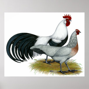 Phoenix: Silver Duckwing Pair Poster