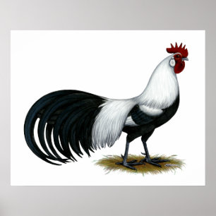 Phoenix: Silver Duckwing Rooster Poster