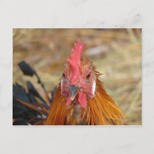 Phoenix starrt die Kamera an Postkarte (Vorderseite)