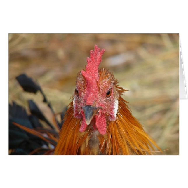 Phoenix stellt die Kamera nach unten (Vorderseite (Horizontal))