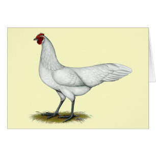 Phoenix: Weißer Hen