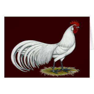 Phoenix: Weißer Rooster