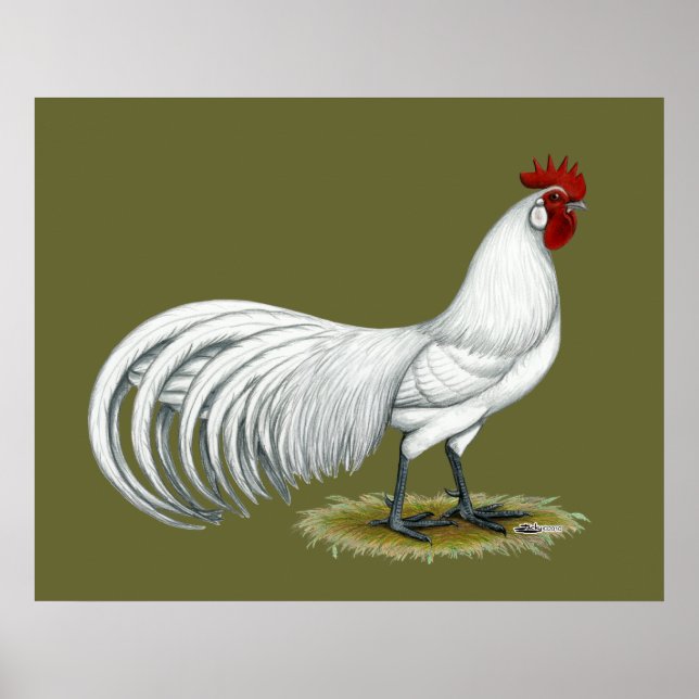 Phoenix: Weißer Rooster Poster (Vorne)