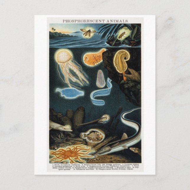Phosphorescent Tiere Vintag Postkarte (Vorderseite)