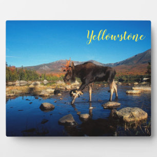 Photo Plaque-Yellowstone Moose Fotoplatte
