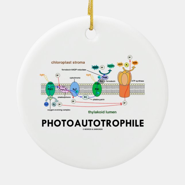 Photoautotrophile Fotosynthese Keramik Ornament (Hinten)