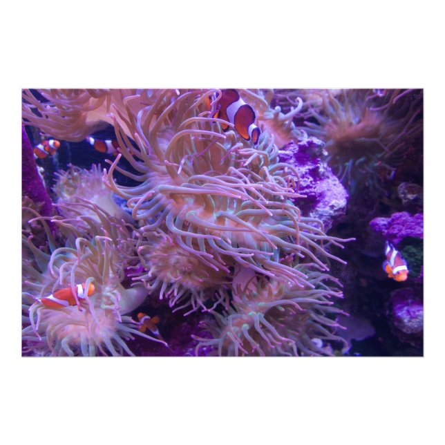 Photograph #Y008 on EXTRA LARGE Poster (Vorne)