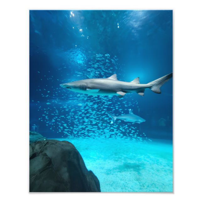 Photograph #Y043 on MEDIUM SIZE Poster (Vorne)