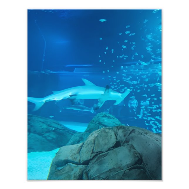 Photograph #Y044 on MEDIUM SIZE Poster (Vorne)