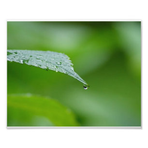 Photographischer Druck des Regentropfen-Blatt-10x8